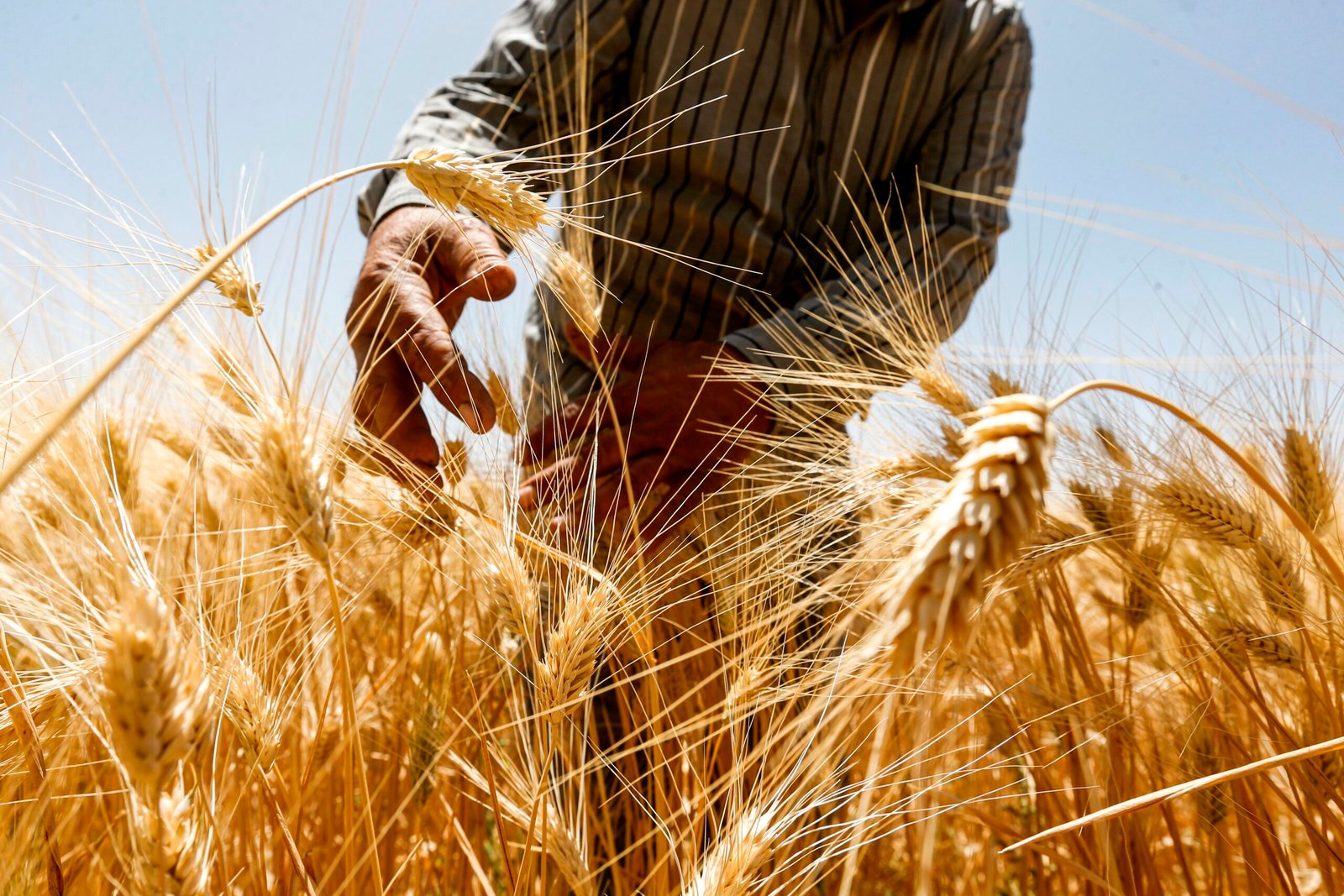 Wheat Pricing Sparks Farmers’ Anger… Is Agriculture Being Managed as National Rescue or Financial Extraction? 1 1224432626 1 scaled 1